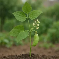 Lima bean