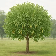 Longleaf acacia