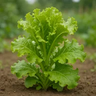 Looseleaf lettuce