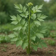 Lovage