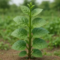 Malabar spinach