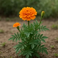 Marigold (Tagetes)