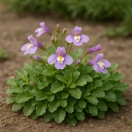 Mazus reptans