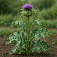 Milk thistle