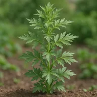 Mugwort (Artemisia vulgaris)