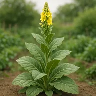 Mullein