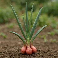 Multiplier onion