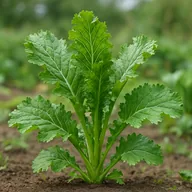 Mustard greens