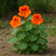 Nasturtium