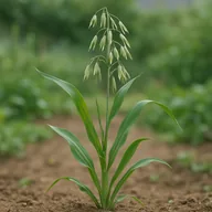 Oats (green manure)