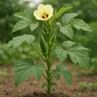 Okra