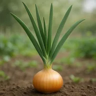 Onion