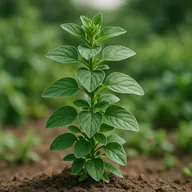 Oregano