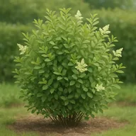 Oval-leaf privet