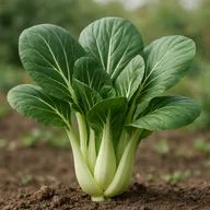 Pak choi / bok choy
