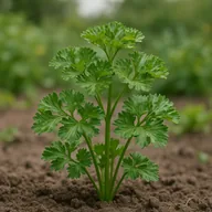 Parsley
