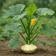 Pattypan squash