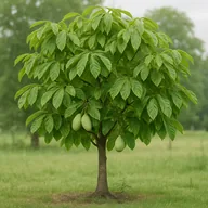 Pawpaw (Asimina triloba)