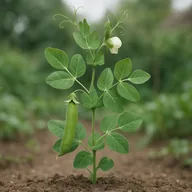 Pea