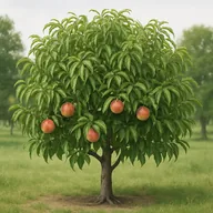 Peach
