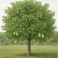 Pear