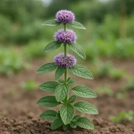 Pennyroyal (Mentha pulegium)