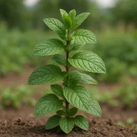 Peppermint
