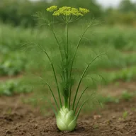 Perennial fennel