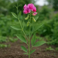 Perennial sweet pea