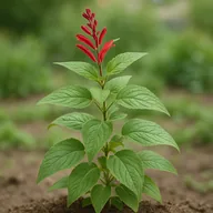 Pineapple sage