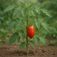 Plum/Roma tomato