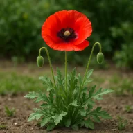 Poppy (annual types)