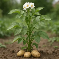 Potato