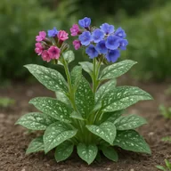 Pulmonaria / lungwort