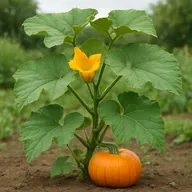 Pumpkin