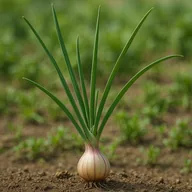 Rakkyo / pickling onion