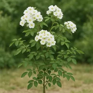 Rambling rose