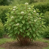 Red-stem dogwood (Cornus alba)