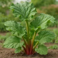 Rhubarb
