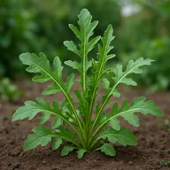 Rocket / arugula