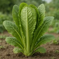 Romaine lettuce