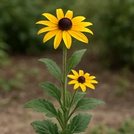 Rudbeckia / black-eyed Susan
