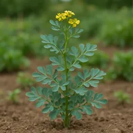 Rue (Ruta graveolens)
