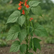 Runner bean