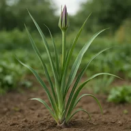 Salsify