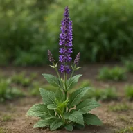 Salvia (ornamental)