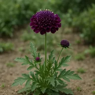 Scabiosa / pincushion flower