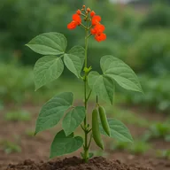 Scarlet runner bean