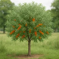 Sea buckthorn