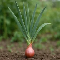 Shallot